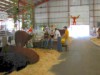 Cattle Barn Visit
